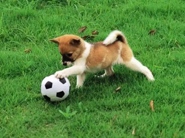 Φιλοζωικό Σωματείο Αργός - Στειρώστε το κατοικίδιο σας Φιλοζωικό Σωματείο Αργός – Στειρώστε το κατοικίδιο σας