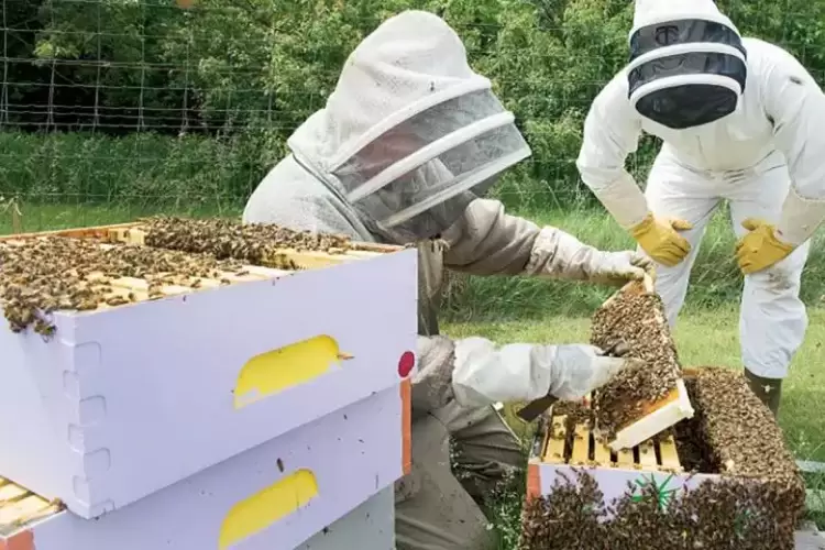 12.000.000 € ενίσχυση στους Μελισσοκόμους