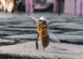 Ενημέρωση για προστασία των μελισσών από ψεκασμούς