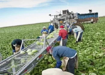 Εργάτες γης: Οι άδειες διαμονής για εργασία – Πως επιμερίζονται στον πρωτογενή τομέα