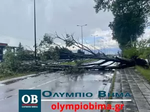 Κατερίνη: Δυνατός αέρας έριξε λεύκα στον δρόμο προς Παραλία στο ύψος της Καλλιθέας (εικόνες) Κατερίνη: Έπεσε λεύκα στον δρόμο προς Παραλία στο ύψος της Καλλιθέας (εικόνες)