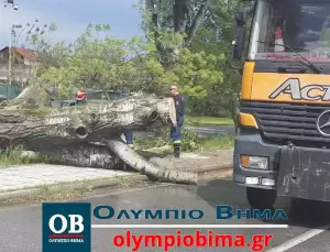 Κατερίνη: Δυνατός αέρας έριξε λεύκα στον δρόμο προς Παραλία στο ύψος της Καλλιθέας (εικόνες) Κατερίνη: Έπεσε λεύκα στον δρόμο προς Παραλία στο ύψος της Καλλιθέας (εικόνες)
