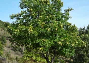 Σάββας Χιονίδης – Ξεκίνησε η διαδικασία ελέγχου ενστάσεων επιλεξιμότητας για τα κάστανα