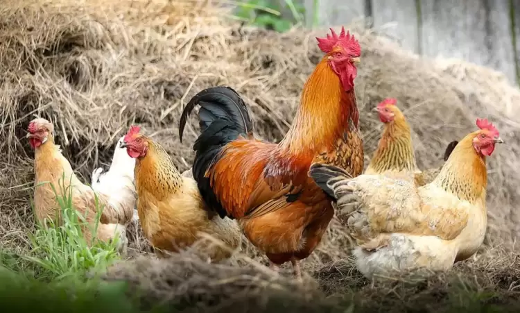 «Τέλος» το χωριό όπως το ξέραμε μετά το πλαφόν σε κότες, πρόβατα, κουνέλια «Τέλος» το χωριό όπως το ξέραμε μετά το πλαφόν σε κότες, πρόβατα, κουνέλια