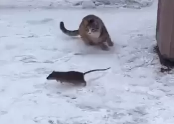 Ο Τομ και ο Τζέρι… στην πραγματικότητα – Ένα βίντεο που θυμίζει το διάσημο καρτούν