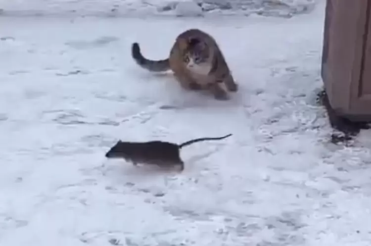 Ο Τομ και ο Τζέρι… στην πραγματικότητα – Ένα βίντεο που θυμίζει το διάσημο καρτούν