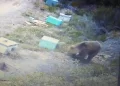 Αρκούδα στη Χαλκιδική «σαρώνει» τα μελίσσια – Ανάστατοι κάτοικοι και παραγωγοί