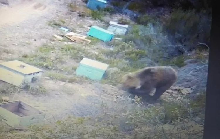 Αρκούδα στη Χαλκιδική «σαρώνει» τα μελίσσια – Ανάστατοι κάτοικοι και παραγωγοί