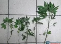 Πιερία: Τον έπιασαν να καλλιεργεί πέντε χασισόδεντρα στην αυλή του σπιτιού του