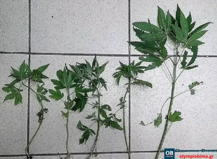 Πιερία: Τον έπιασαν να καλλιεργεί πέντε χασισόδεντρα στην αυλή του σπιτιού του