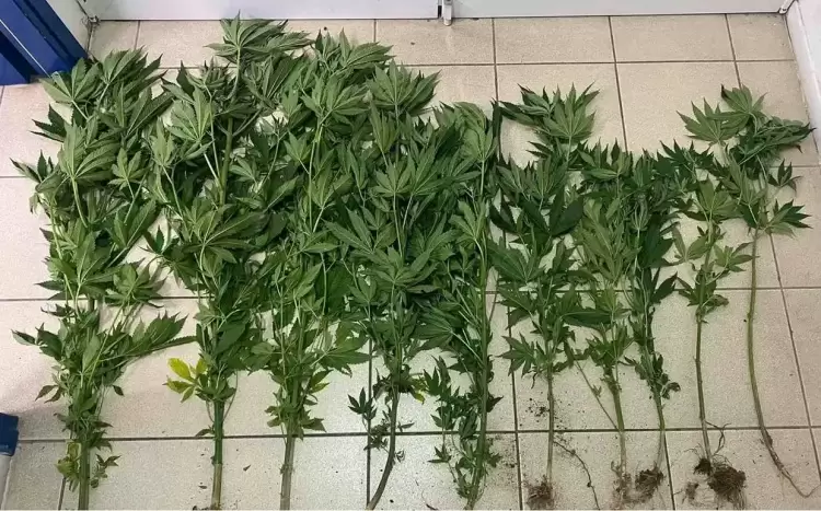 Κατερίνη: Χειροπέδες σε 36χρονο που καλλιεργούσε κάνναβη