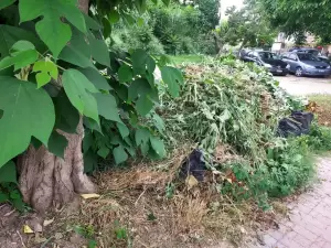 Κατερίνη: Μεγάλο πρόβλημα με την οργιώδη βλάστηση αντιμετωπίζει κάθε γωνιά της πόλης Κατερίνη: Μεγάλο πρόβλημα με την οργιώδη βλάστηση αντιμετωπίζει κάθε γωνιά της πόλης