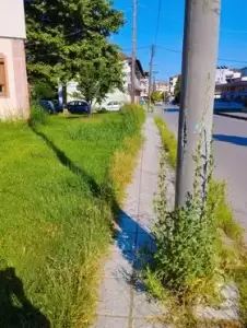 Κατερίνη: Μεγάλο πρόβλημα με την οργιώδη βλάστηση αντιμετωπίζει κάθε γωνιά της πόλης Κατερίνη: Μεγάλο πρόβλημα με την οργιώδη βλάστηση αντιμετωπίζει κάθε γωνιά της πόλης