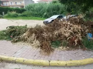Κατερίνη: Μεγάλο πρόβλημα με την οργιώδη βλάστηση αντιμετωπίζει κάθε γωνιά της πόλης Κατερίνη: Μεγάλο πρόβλημα με την οργιώδη βλάστηση αντιμετωπίζει κάθε γωνιά της πόλης
