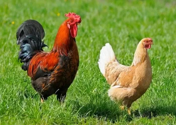 Με ελληνικό κοτόπουλο αρχίζουν να μαγειρεύουν και οι ξένοι – Η Πιερία δεύτερη μετά τα Ιωάννινα σε παραγωγή