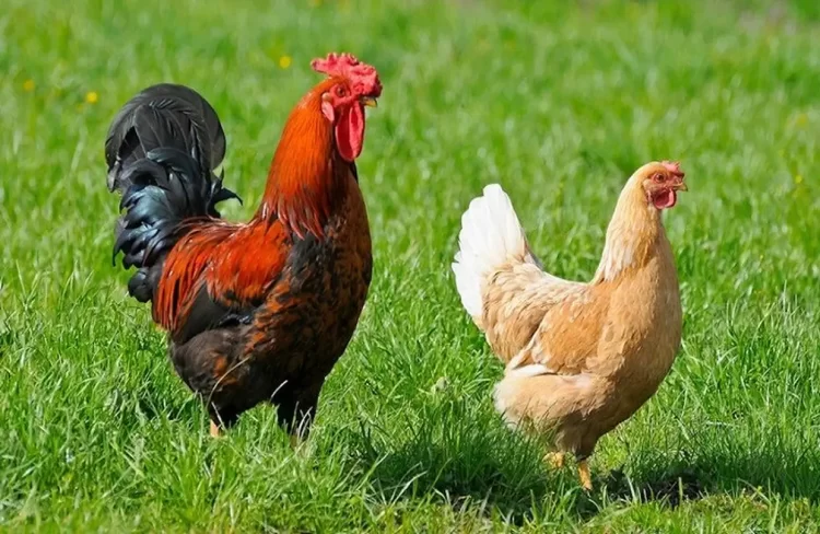 Με ελληνικό κοτόπουλο αρχίζουν να μαγειρεύουν και οι ξένοι – Η Πιερία δεύτερη μετά τα Ιωάννινα σε παραγωγή