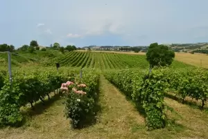 Ο ΟΡ.ΦΕ.Ο. συναντά τον Αμπελώνα Κακουλίδη – Οι πολιτιστικές … γεύσεις των οίνων