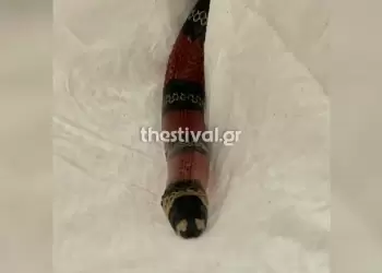 Πανικός σε λεωφορείο του ΚΤΕΛ Φλώρινας – Επιβάτιδα ξέχασε το… φίδι της