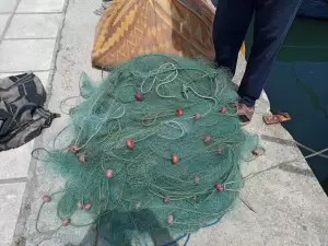 Τα δίχτυα των αλιέων… «μεζές» για τα δελφίνια!