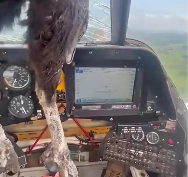 Τεράστιο πτηνό προσέκρουσε σε αεροπλάνο – Με αίματα αλλά… ατάραχος ο πιλότος