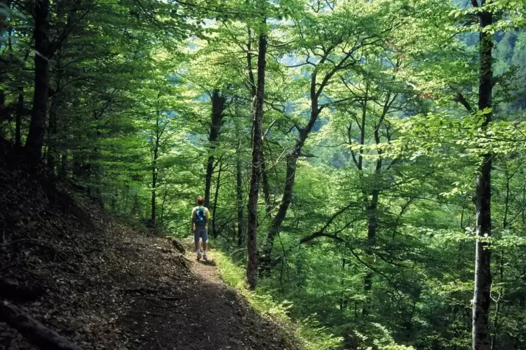 Χρήστος Τζιουβάρας: Τα δάση και τα δασαρχεία να μεταφερθούν στις Περιφέρειες Χρήστος Τζιουβάρας: Τα δάση και τα δασαρχεία να μεταφερθούν στις Περιφέρειες