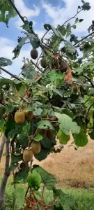 Ισχυρή χαλαζόπτωση στο δήμο Πύδνας Κολινδρού  – Ζημίες σε καλλιέργειες