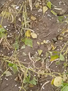 Ισχυρή χαλαζόπτωση στο δήμο Πύδνας Κολινδρού  – Ζημίες σε καλλιέργειες