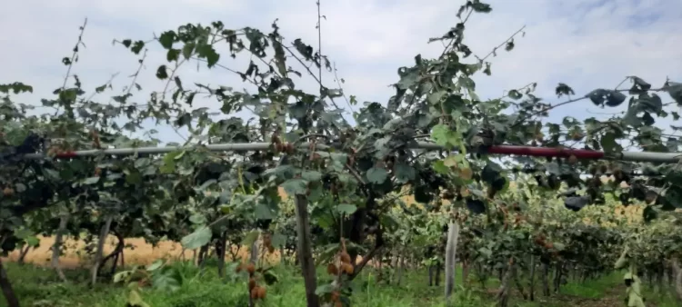 Ισχυρή χαλαζόπτωση στο δήμο Πύδνας Κολινδρού  – Ζημίες σε καλλιέργειες