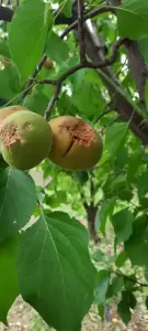 Ισχυρή χαλαζόπτωση στο δήμο Πύδνας Κολινδρού  – Ζημίες σε καλλιέργειες