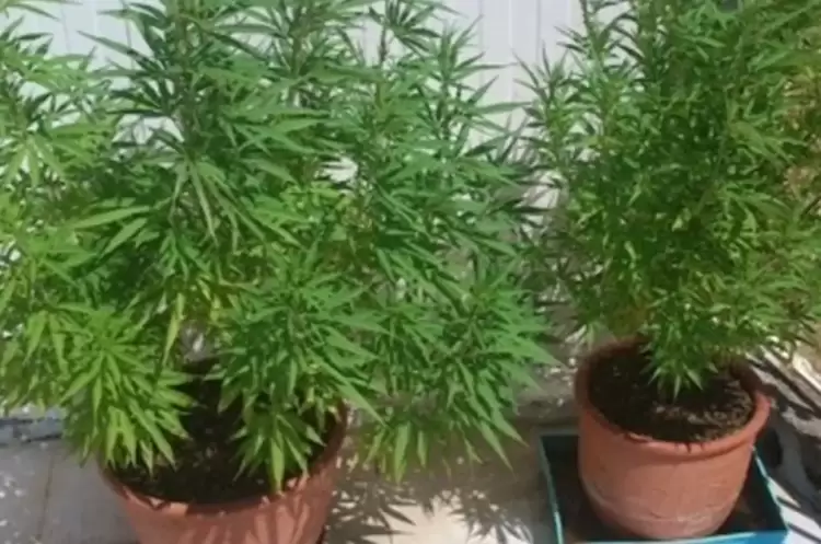 Κατερίνη: Καλλιεργούσε στην αυλή του δενδρύλλια κάνναβης Κατερίνη: Καλλιεργούσε στην αυλή του δενδρύλλια κάνναβης