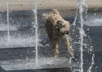 Κατερίνη – Καύσωνας «Κλέων»: Σκύλος πέθανε από θερμοπληξία σε πα