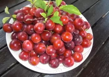 Κλέφτες κορόμηλων