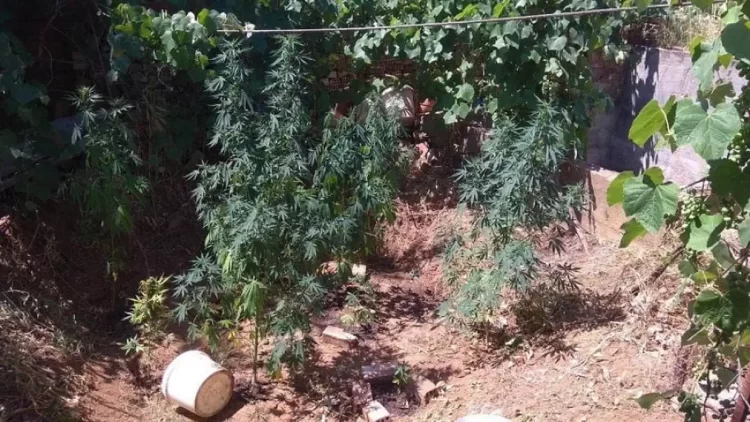 Πιερία: Καλλιεργούσε δενδρύλλια κάνναβης ύψους έως 1,5 μέτρα στην αυλή του