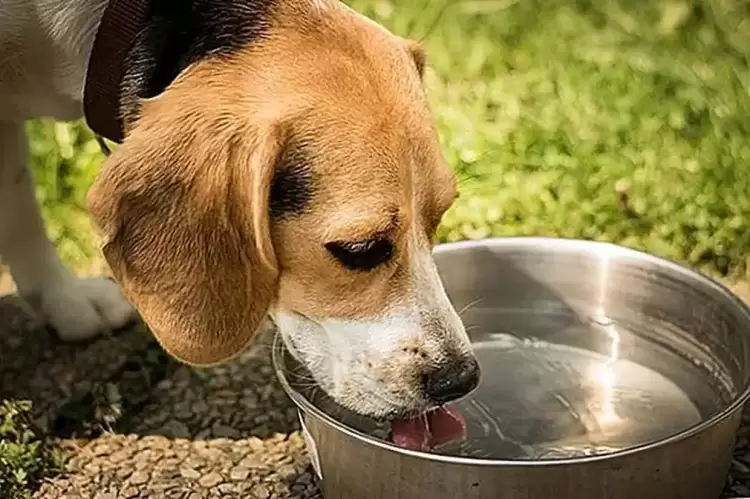 Διψάω! - Βάλτε μου λίγο νερό σας παρακαλώ! Διψάω! – Βάλτε μου λίγο νερό σας παρακαλώ!