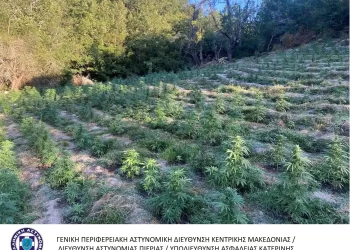 Κατερίνη: Φυτεία με πάνω από 2.800 δενδρύλλια κάνναβης εντοπίστηκε σε περιοχή της Λάρισας