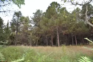 Κινδύνους νέων πυρκαγιών σε αστικούς ιστούς και εθνικές οδούς, υποδεικνύουν συμπολίτες μας