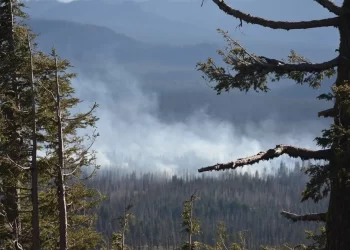 Στο τέλος του αιώνα η νότια Ελλάδα δεν θα έχει δάση εάν συνεχιστούν οι πυρκαγιές