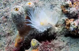 Τα «Βουλιαχτάρια» μεριμνούν για καθαρές θάλασσες στην Πιερία