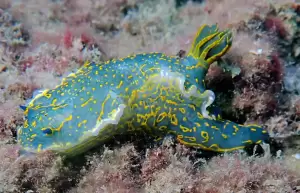 Τα «Βουλιαχτάρια» μεριμνούν για καθαρές θάλασσες στην Πιερία