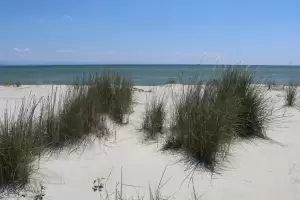 Ημερίδα για τις αμμοθίνες στην Αλυκή Κίτρους