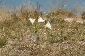 Ημερίδα για τις αμμοθίνες στην Αλυκή Κίτρους