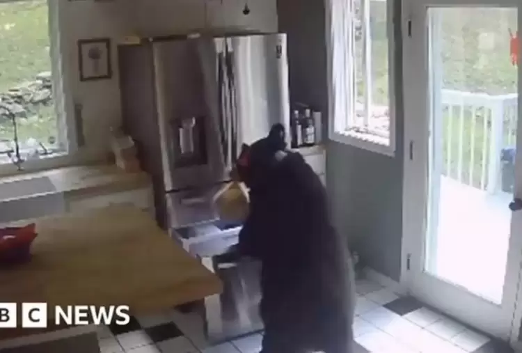 Αρκούδα μπαίνει σε σπίτι, ανοίγει καταψύκτη, παίρνει λαζάνια, φεύγει κυρία (vid) Αρκούδα μπαίνει σε σπίτι, ανοίγει καταψύκτη, παίρνει λαζάνια, φεύγει κυρία (vid)