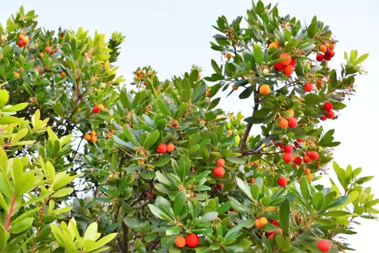 Κουμαριά, ένα άγνωστο φθινοπωρινό φυτό 