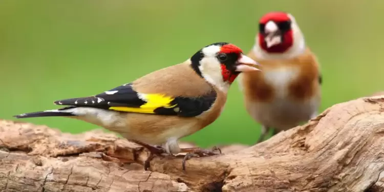 Οι καρδερίνες Οι καρδερίνες