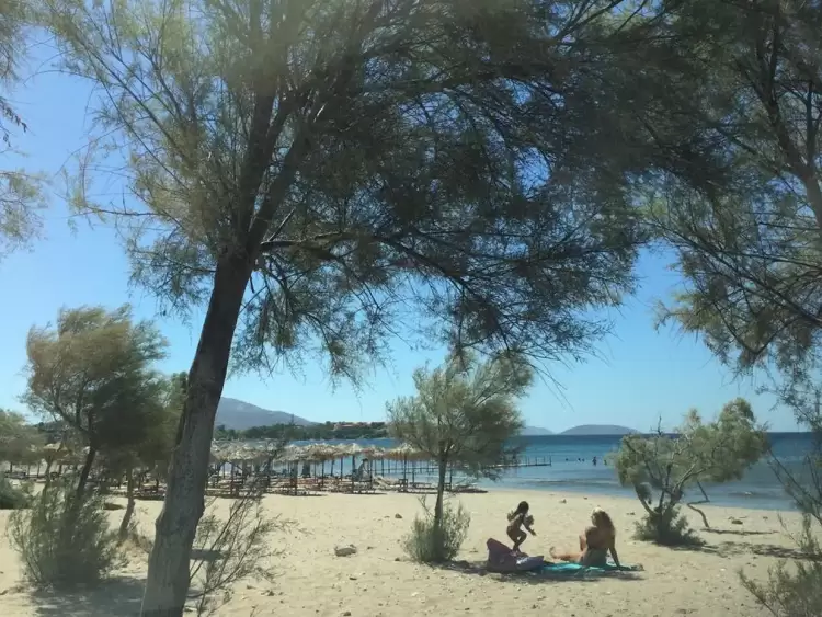 Παραλία με αρμυρίκια