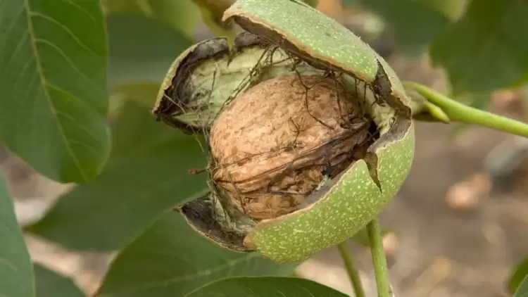 Πώς οι γυναίκες έβαφαν τα μαλλιά  τους παλιά