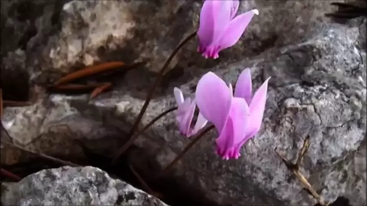 Τα κυκλάμινα και η Λήμνος