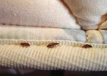 Κοριοί: Ραγδαία εξάπλωση και στην Ελλάδα – «Ανθεκτικοί στα εντομοκτόνα» λένε οι ειδικοί Κοριοί: Ραγδαία εξάπλωση και στην Ελλάδα – «Ανθεκτικοί στα εντομοκτόνα» λένε οι ειδικοί