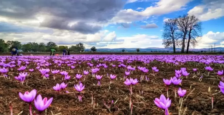 Ο κρόκος, ένα πανάκριβο ελληνικό προϊόν