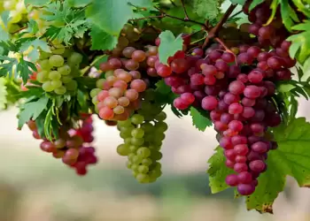 Παράταση προθεσμίας υποβολής αιτήσεων για αναδιάρθρωση και μετατροπή αμπελώνων, έως 27 Νοεμβρίου